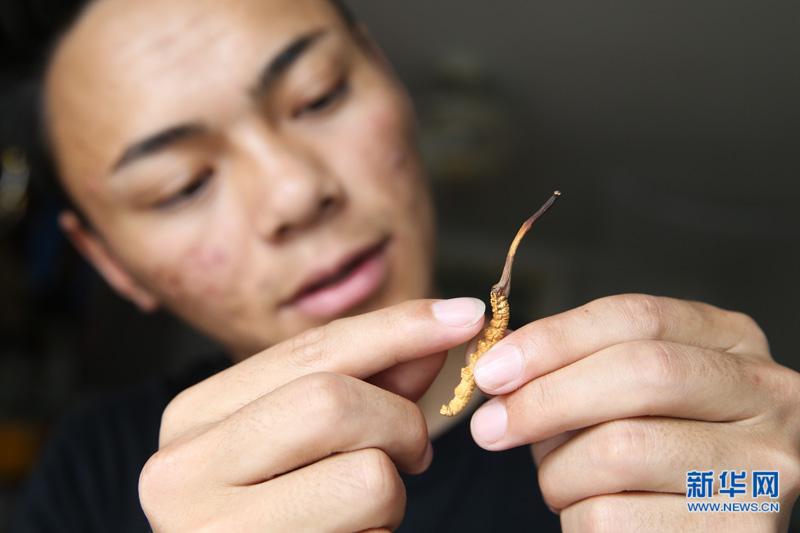 销售冬虫夏草 