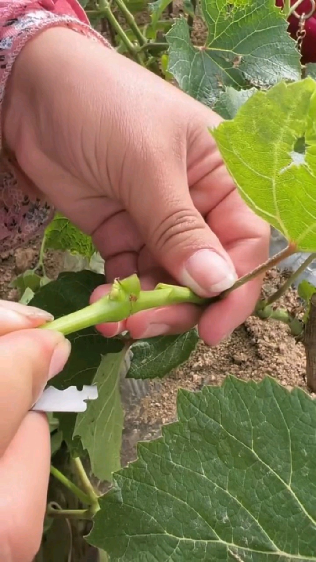 葡萄嫩枝嫁接视频 葡萄嫩枝嫁接视频大全