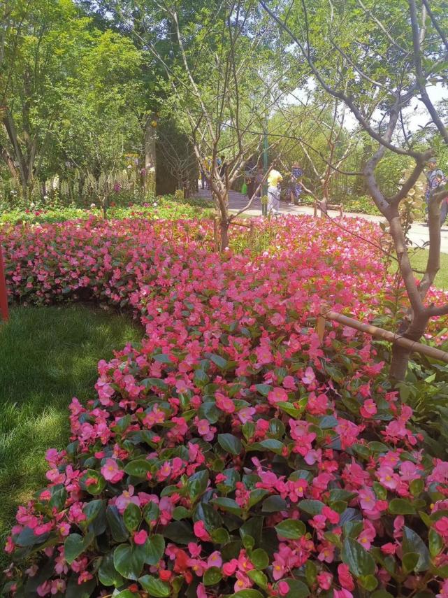 西溪湿地公园里百花盛开 杭州西溪湿地公园有什么花