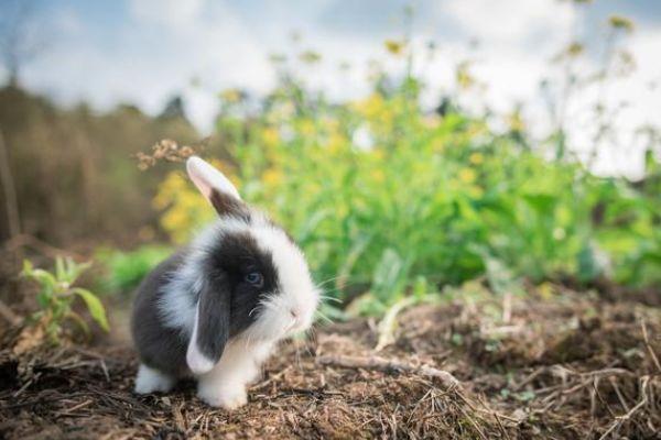 一只动物装成兔猜一个生肖 一只动物装成兔猜一个生肖是什么