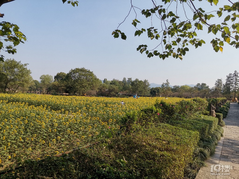 西溪湿地花海照片 西溪湿地四季花海都有哪些花