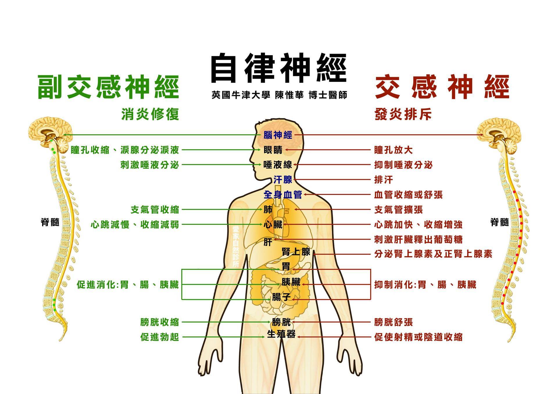 为什么植物神经会紊乱 为什么植物神经会紊乱的原因