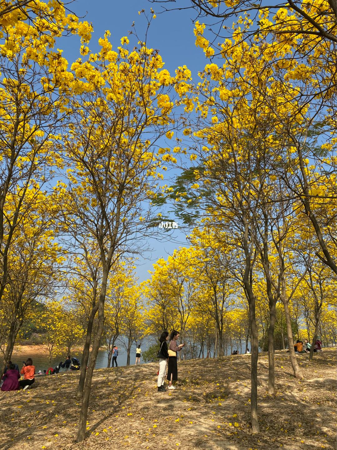 东莞国庆旅游景点推荐花海 