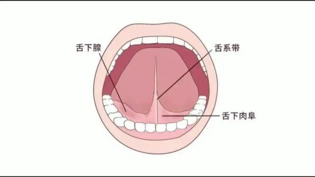 宝宝学说话舌头 宝宝学说话舌头不会卷