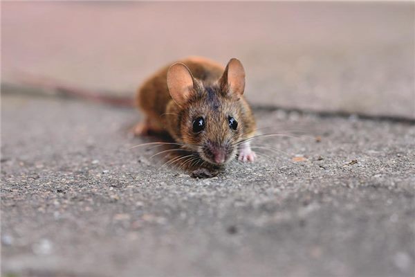 梦见老鼠会飞是什么征兆解梦 梦见老鼠会飞是什么征兆解梦女性