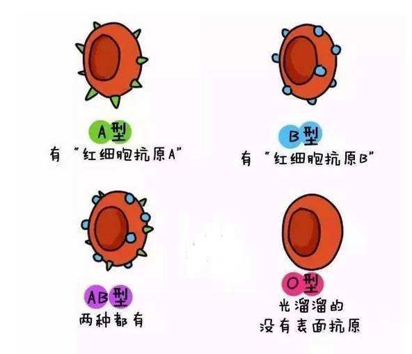 白羊座o型血(白羊座O型血属鸡2022)