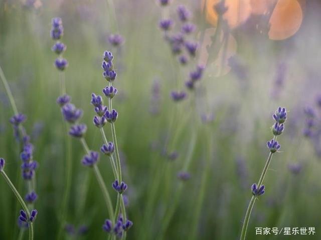 处女座性冷淡(处女座女冷漠)