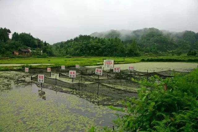 白羊塘(白羊塘服务区)