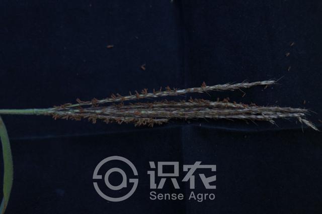 白羊草(黑羊草白羊)