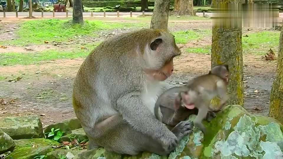 虎妈妈生猴宝宝合不合(属虎妈妈生猴宝宝好不好)