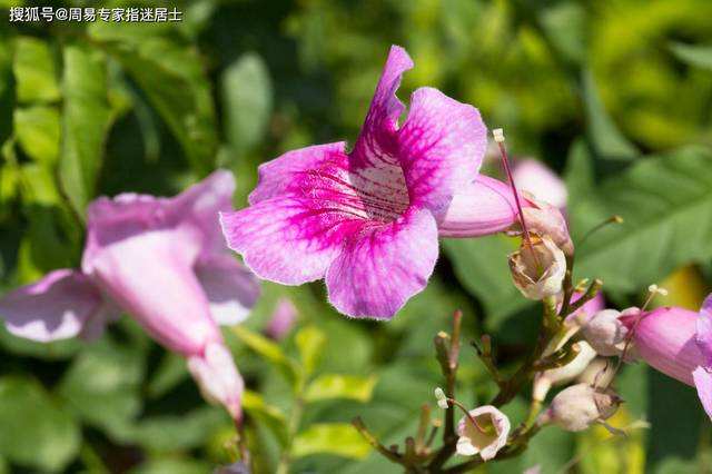 8月份运势好的生肖(八月份的运势)