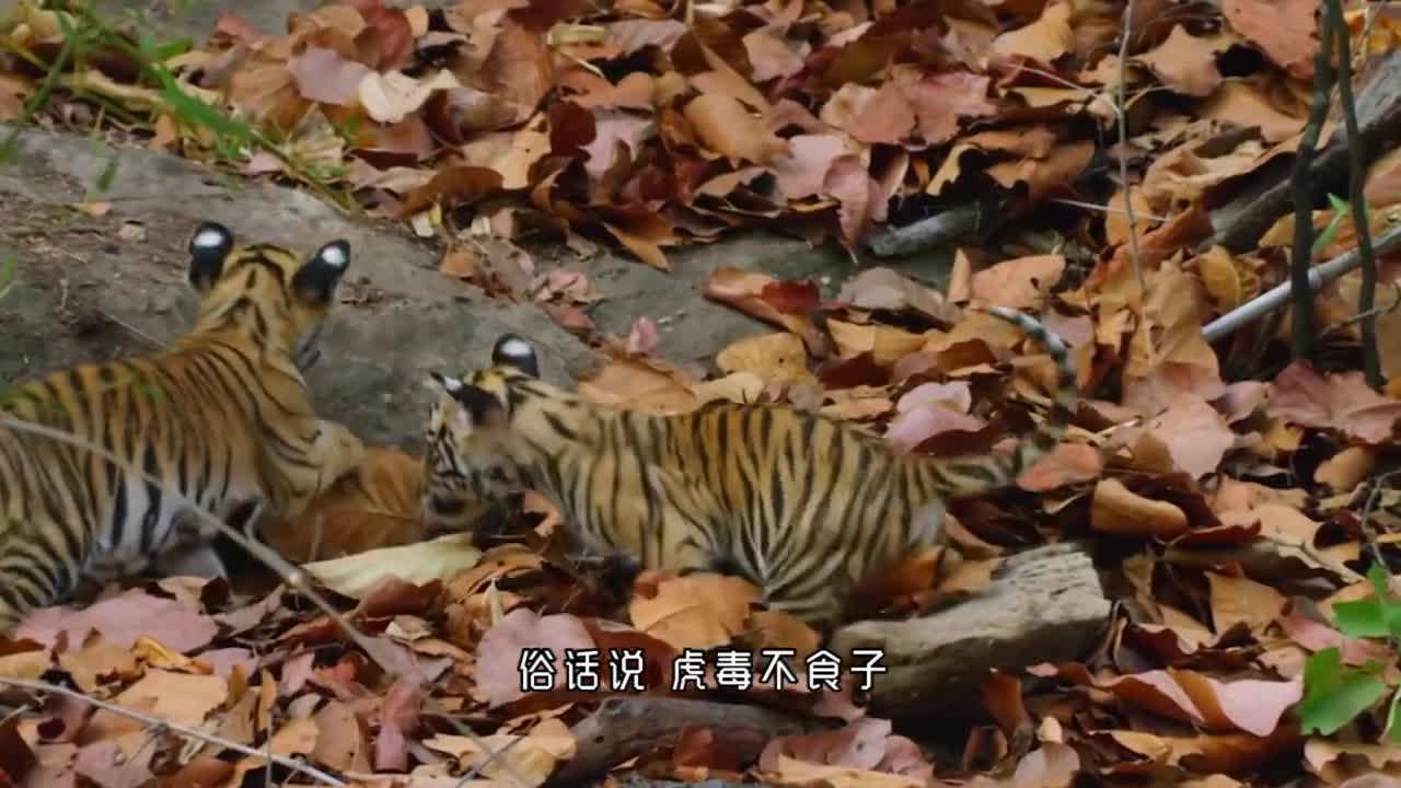 猪妈妈与虎宝宝合不合(虎妈和猪宝宝相克吗)