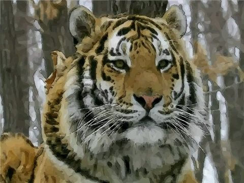 2019年属虎人的全年运势男性(2019年属虎人的全年运势男性大运)