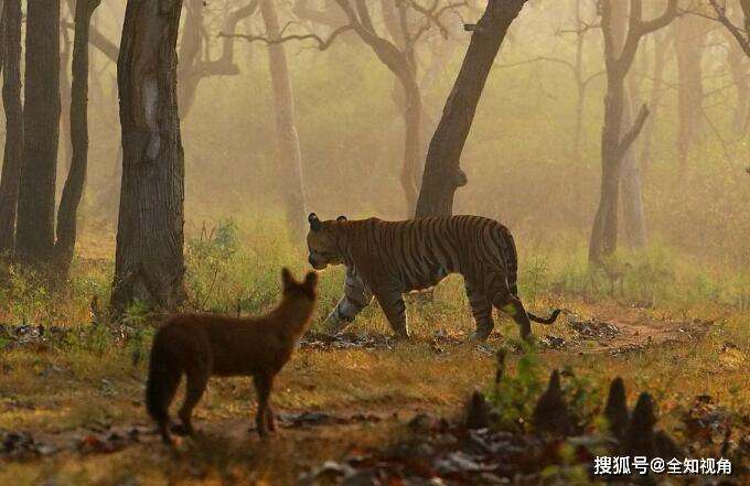 猴和虎大象合不合(猴和虎大象合不合财)