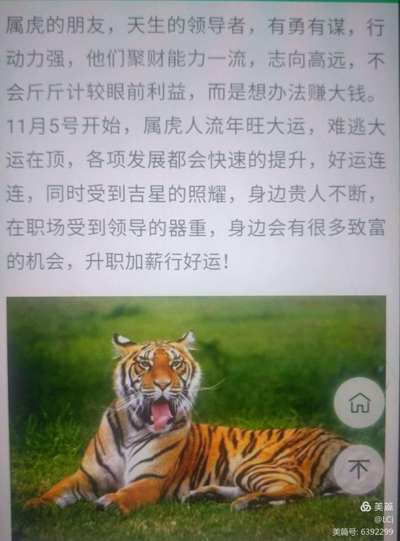 猪人虎年运势(猪人虎年运势及运程)