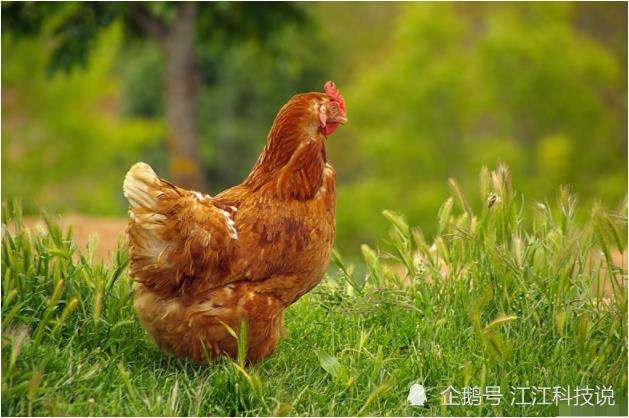 属鸡每月感情运势(属鸡每月感情运势如何)