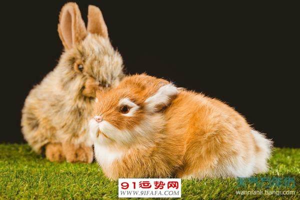 属兔年底运势(属兔的人今年运势)