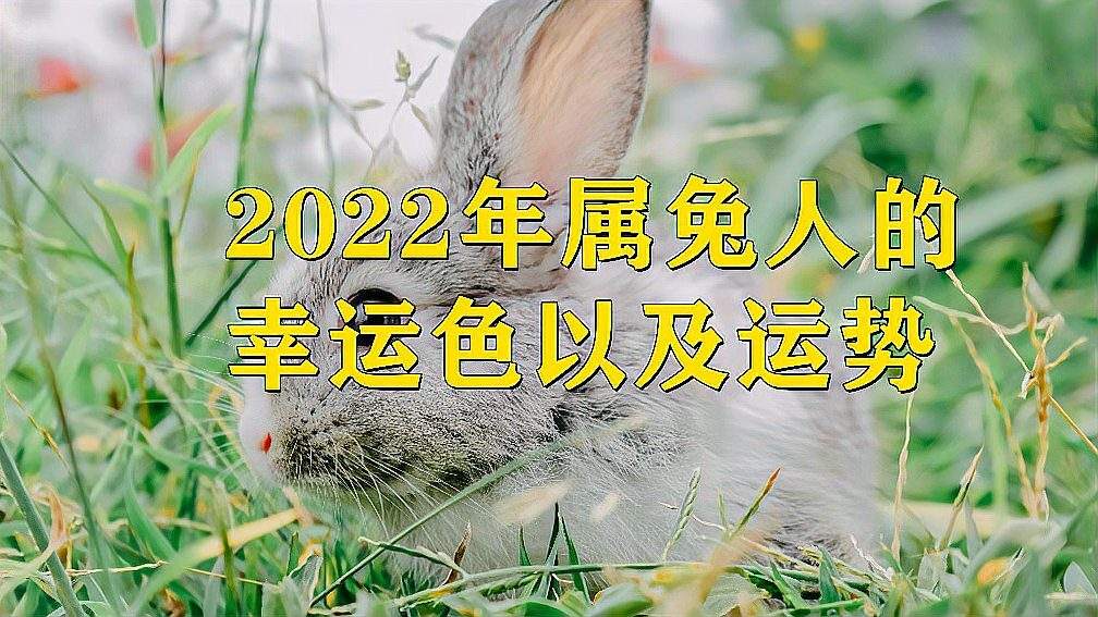 2015属兔运势(属兔2015年运势)