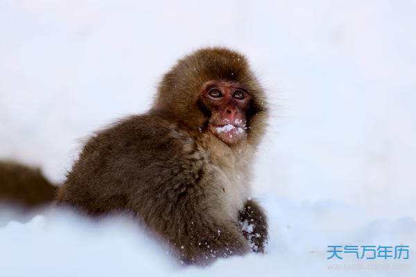 属猴人的今天的运势(属猴人的今天的运势如何)