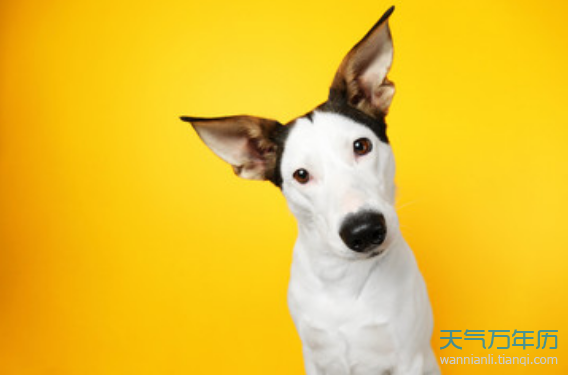 属狗女的感情运势(属狗女今年的运势和婚姻)