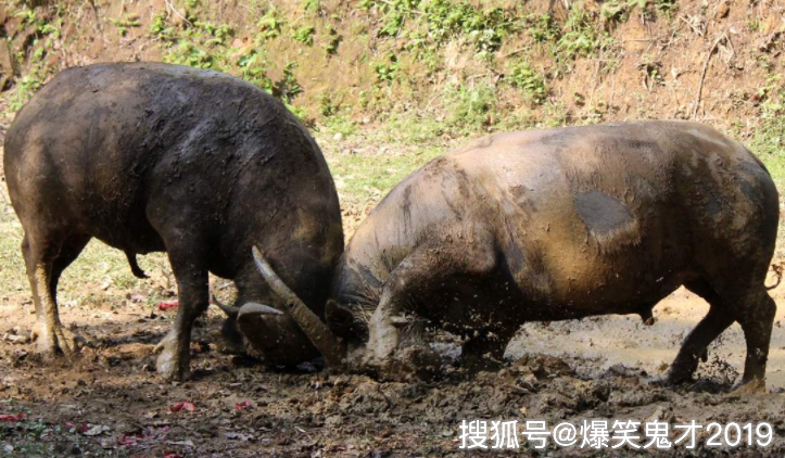 马跟牛两兄弟合不合(马跟牛两兄弟合不合财)