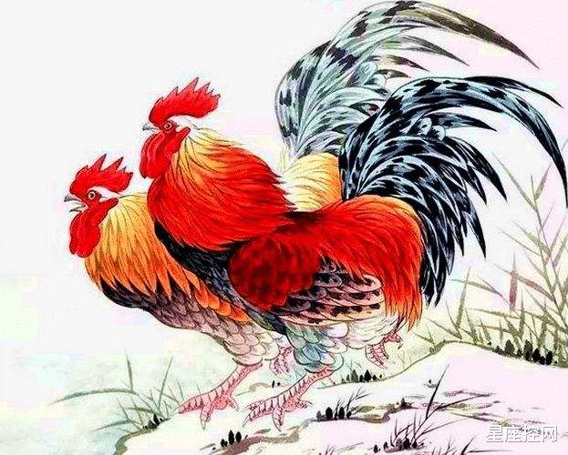 属龙女与属鸡男合不合(属龙女与属鸡男合不合婚)