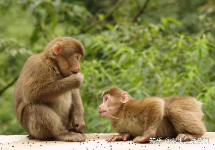 1980属猴人2019年每月运势(1980属猴人2019年每月运势如何)