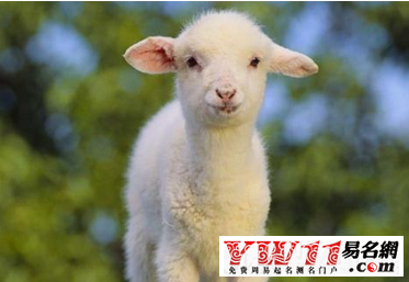 79年属羊男2019年每月运势(79年属羊男2019年每月运势如何)