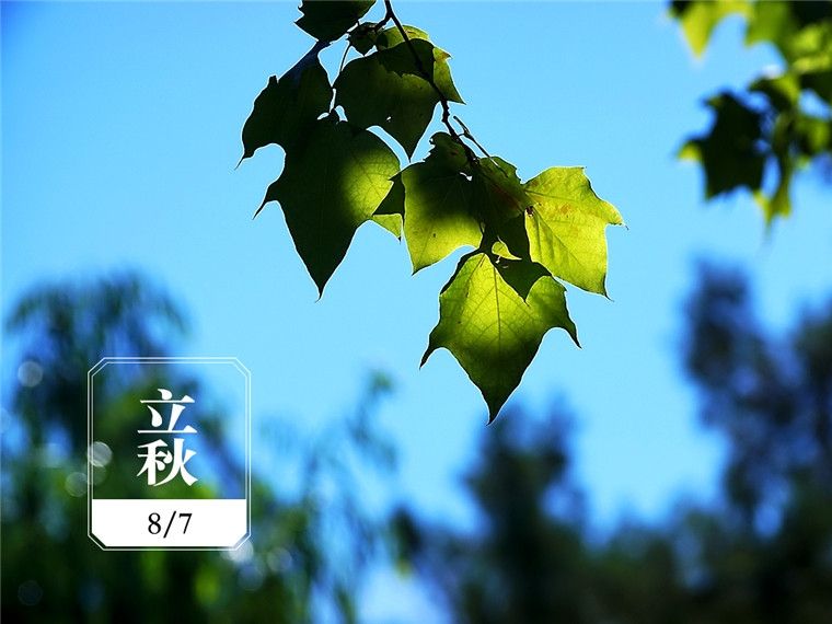 立秋运势(立秋后十二生肖运势)