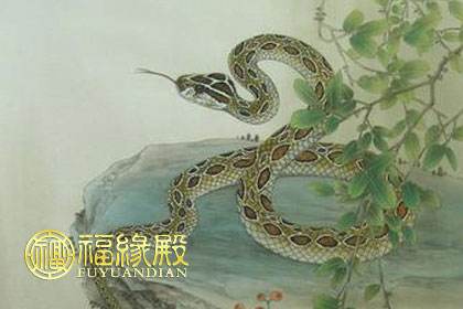 属蛇在2016年的运势(属蛇2015年运势及运程每月运程)