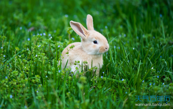 肖猴2019年每月运势(肖猴者2020年每月运程)