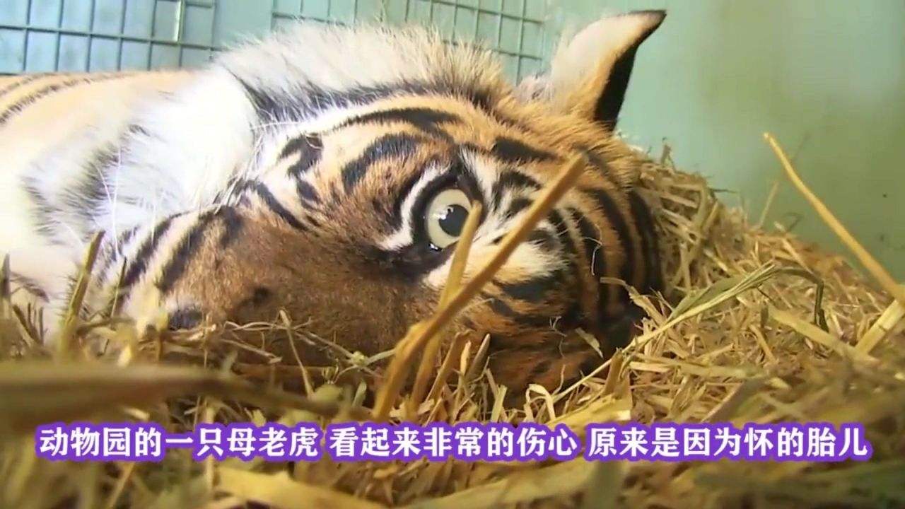 虎宝宝和猪姐姐合不合(虎宝宝和猪姐姐合不合得来)