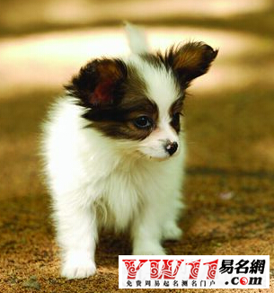 狗死后主人运势(狗狗死对主人命运)