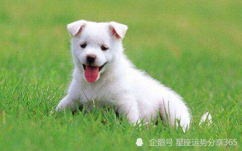 狗运势2016年(属狗2016年运势及运程每月运程)