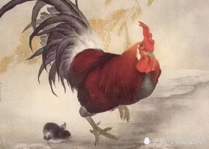属鸡女与龙女合不合(属龙女和鸡男属相合不合)