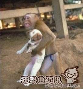 猴妈妈生狗宝宝合不合(猴妈妈生狗宝宝合不合得来)