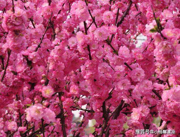 有桃花运势(桃花运事业运)