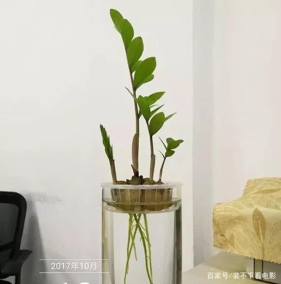 植物运势(十二生肖运势)