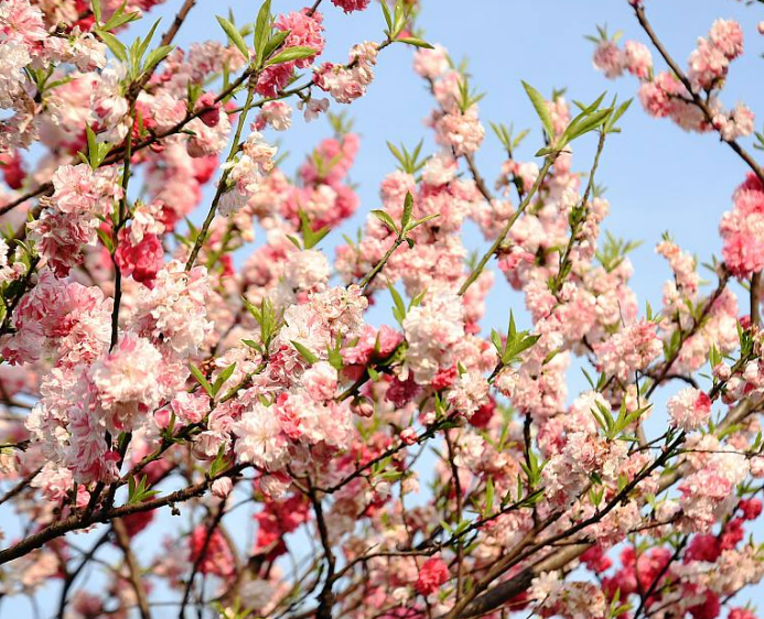 12月桃花运势(12月桃花运旺的星座)