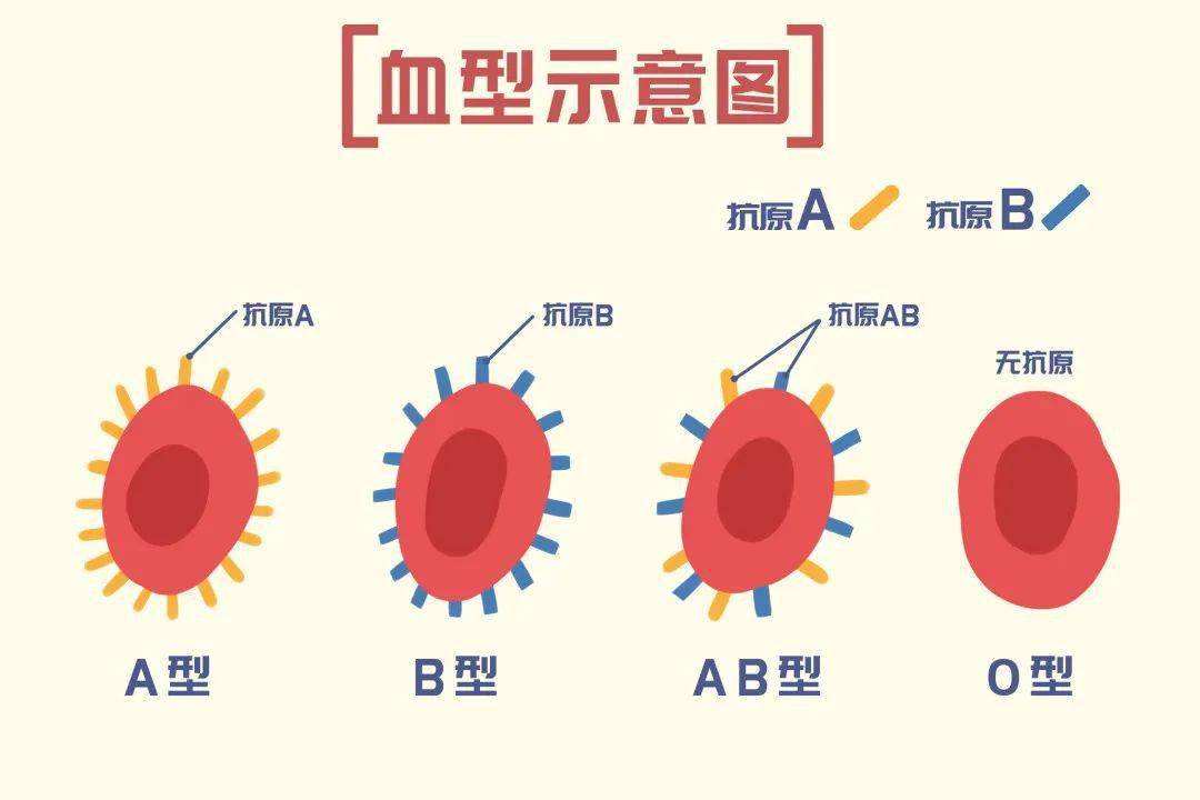 ab血型和o血型合不合(o型血为什么不能和ab型血)