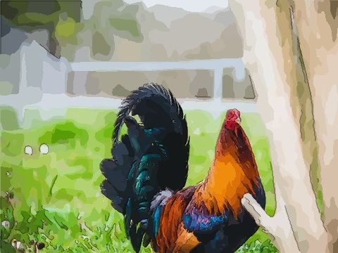鸡的运势今日运势(鸡人今日运势非常运势网)