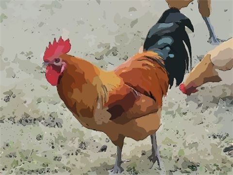 生肖鸡2015年每月运势(生肖鸡2015年每月运势怎么样)