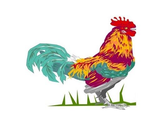 男属鸡与属猪女合不合(属鸡女和属猪男的合不合)