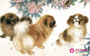 属狗的跟鼠合不合(属狗的和属鼠的合不合)