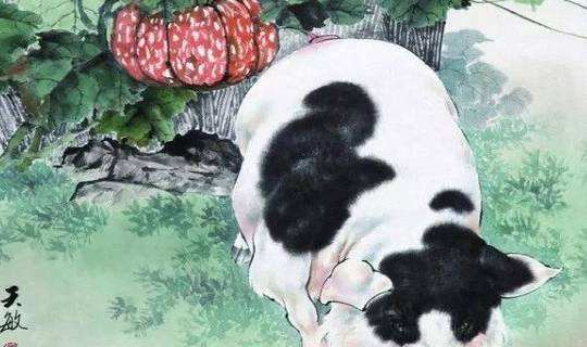 属猪这个月的运势如何(属猪的在今年每个月运势)