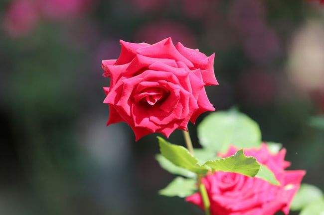 运势桃花5月(5月桃花运最好的星座)