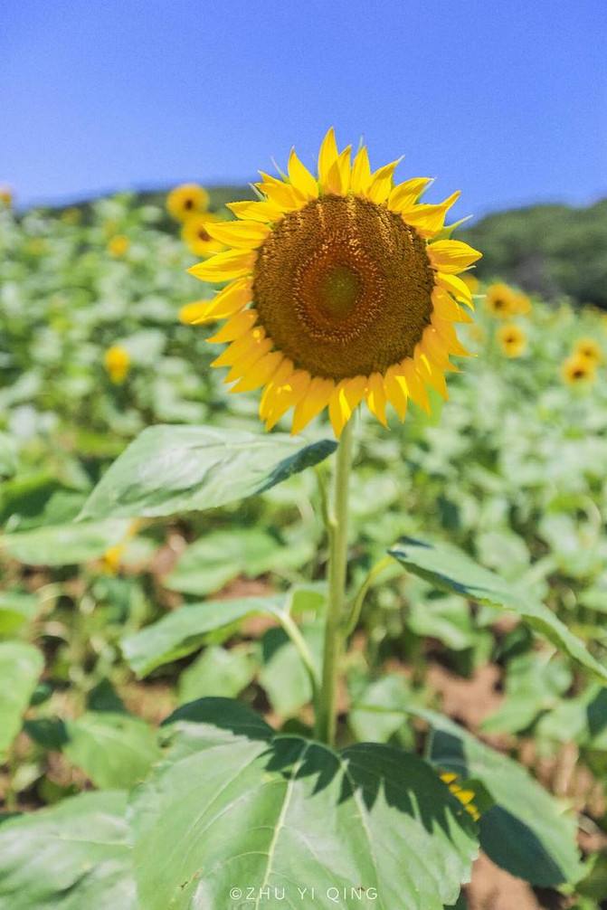 明晃晃的太阳合不合适(明晃晃可以用来形容太阳吗)