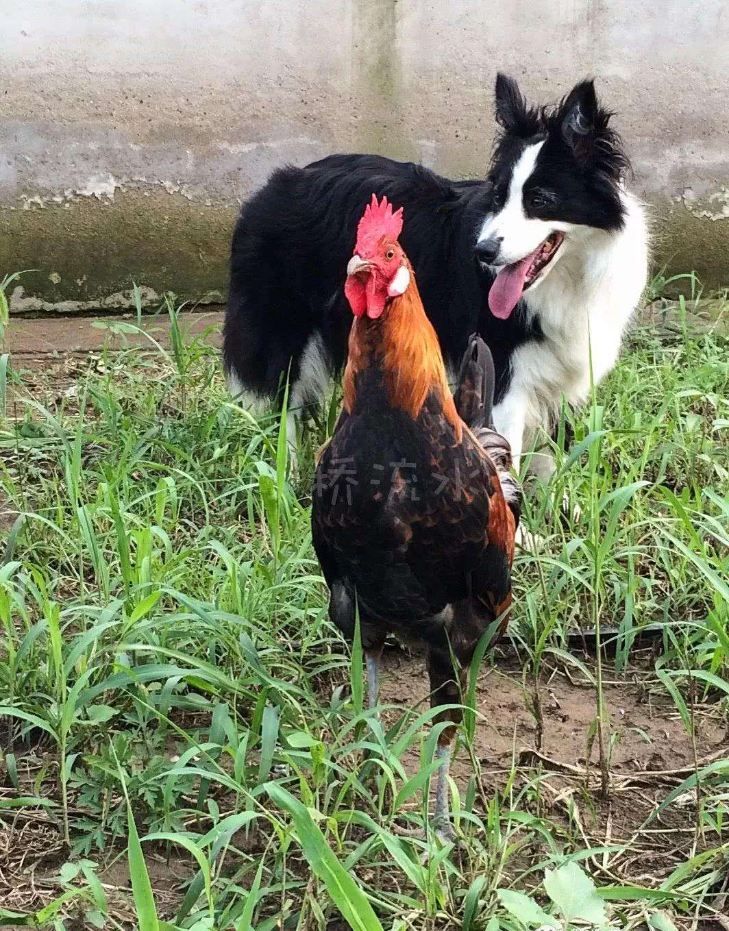 属鸡和属狗母女合不合适(属狗母亲和属鸡女儿相处好吗)