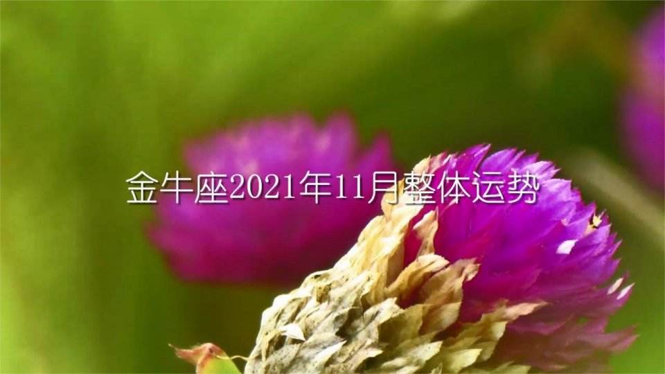 金牛座2021感情运势详解(金牛座2021年感情运势详解)