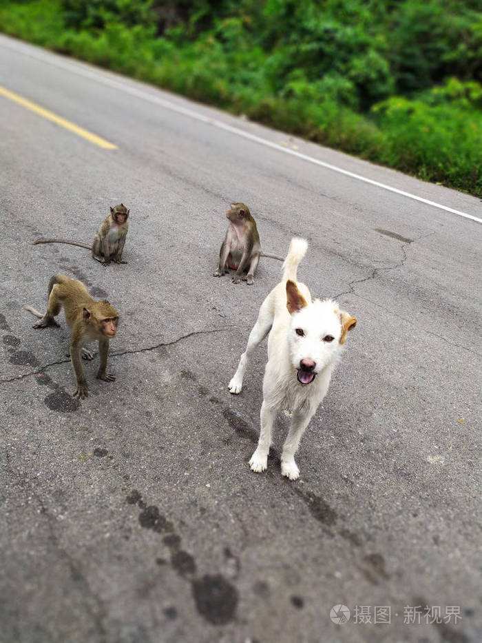 狗跟猴合不合婚姻(狗跟猴合不合婚姻呢)